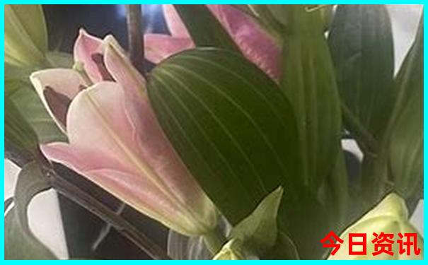 中国十大油菜花景区